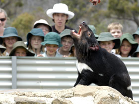 Tasmania Zoo - Tourism TAS